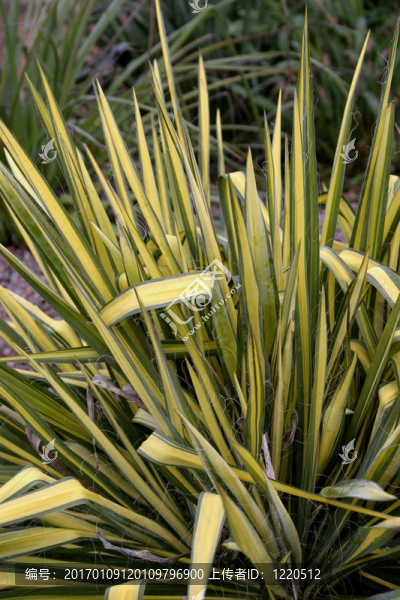 絲蘭（花環(huán)榮耀）