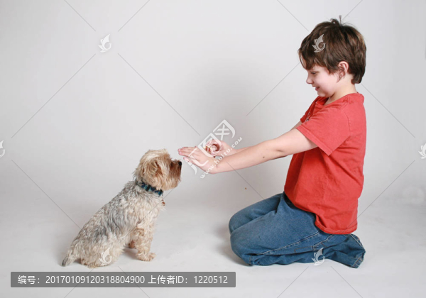 狗的訓(xùn)練-匯圖網(wǎng) www.fosd68.com 狗的訓(xùn)練