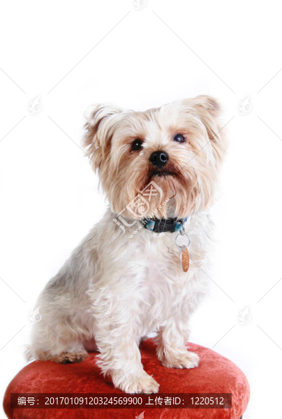 玩具犬