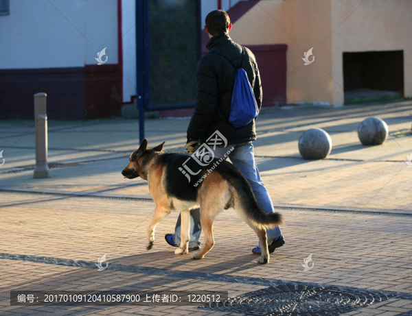 德國牧羊犬