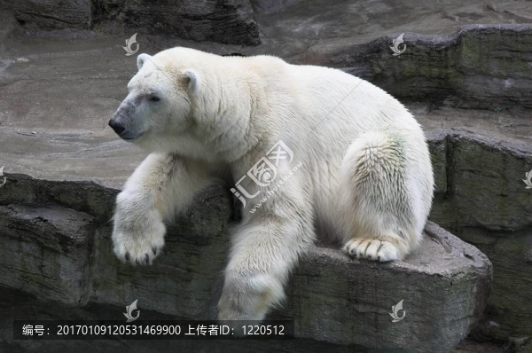 北極熊
