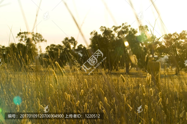 澳大利亞的干旱景觀