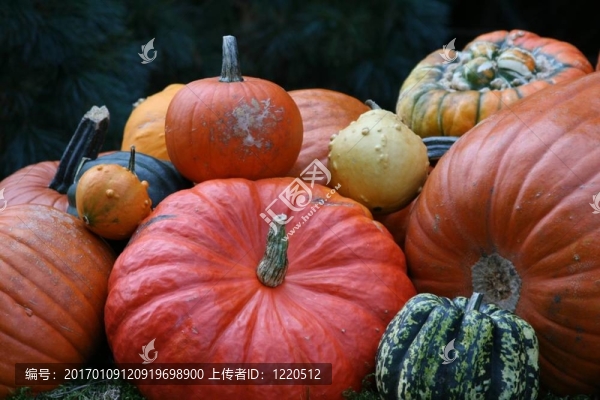 南瓜