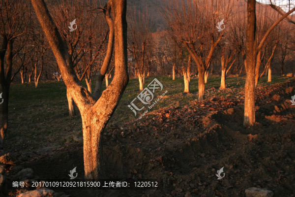 陽(yáng)光在樹(shù)上