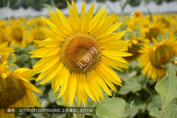 向日葵