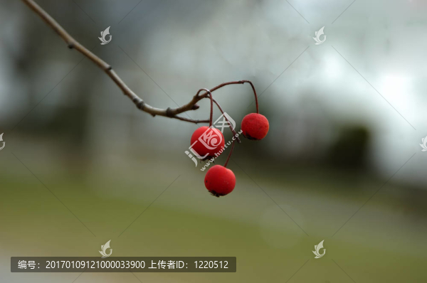 野生漿果