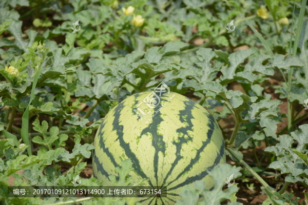 西瓜地