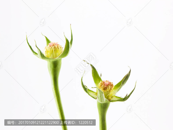 丟失的花瓣