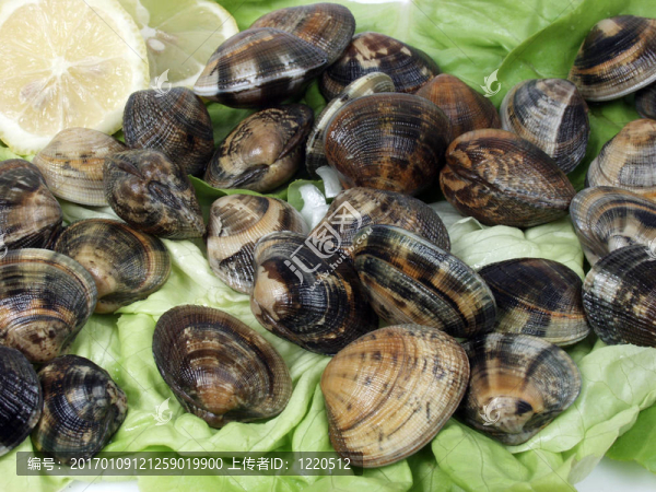 蛤-匯圖網(wǎng) www.fosd68.com 蛤