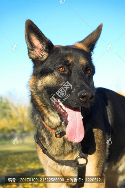 德國(guó)牧羊犬