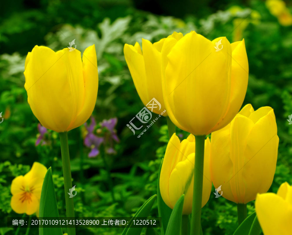 施普靈河的黃色郁金香花園