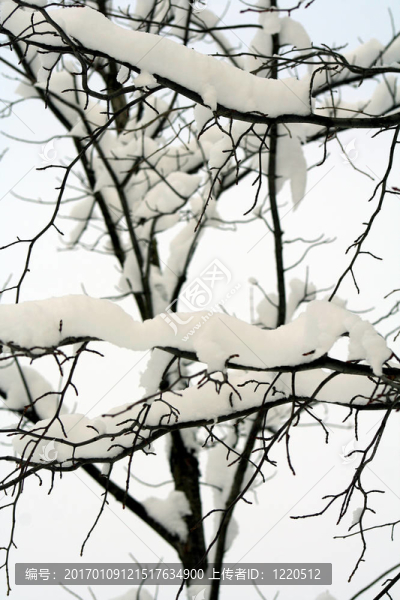 雪的樹(shù)枝