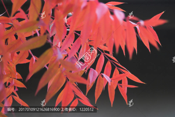 黑暗背景上的紅樹葉