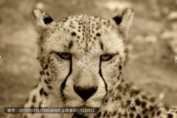 獵豹