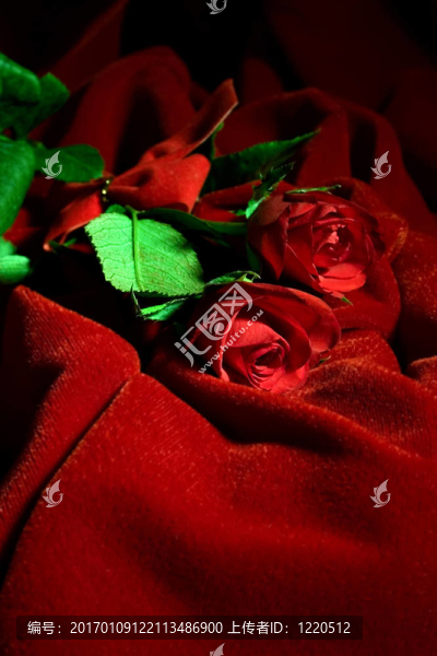 情人節(jié)的玫瑰