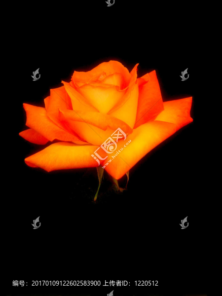 豐富多彩的羅薩