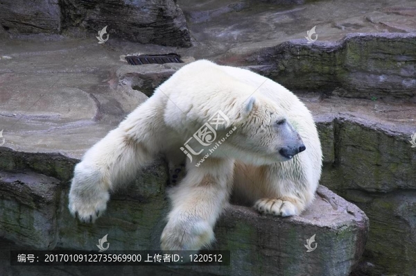 北極熊