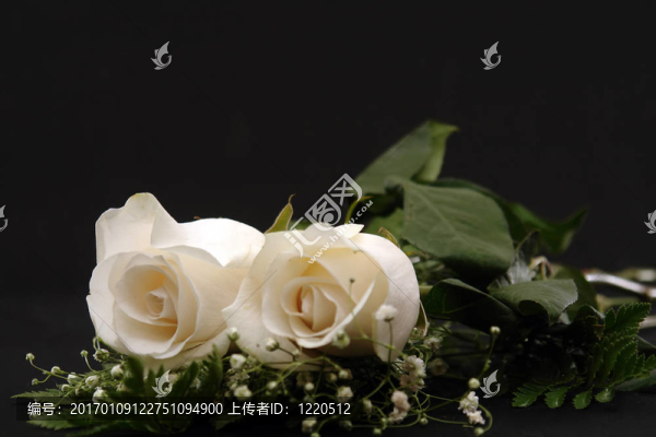 兩白玫瑰特寫(xiě)