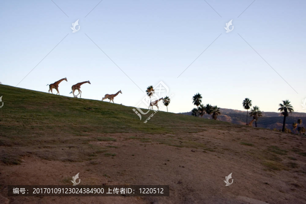 Giraffe的家人