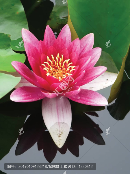芙蓉花的特寫