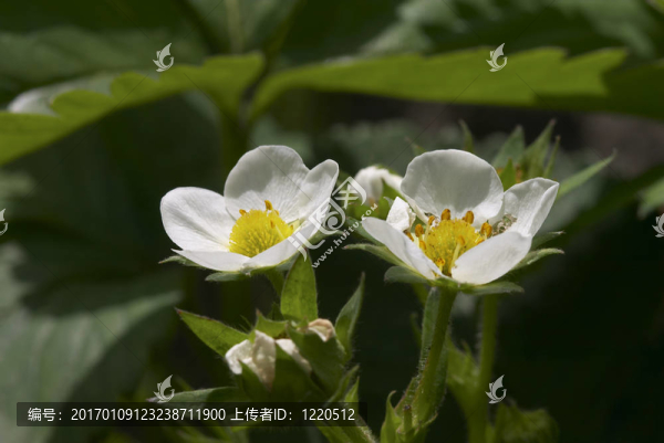 草莓花