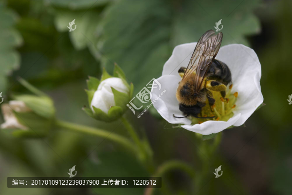 蜜蜂在草莓上的花