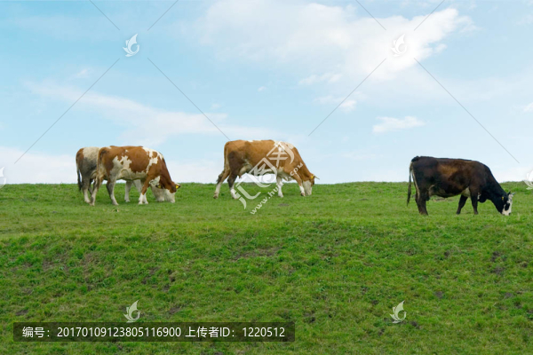 奶牛