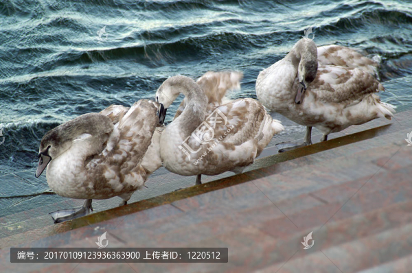 3只小天鵝