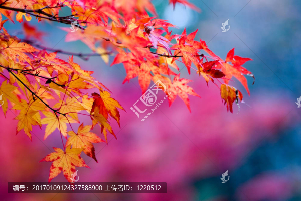 京都的秋天