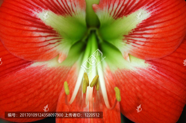 紅色的花細節(jié)