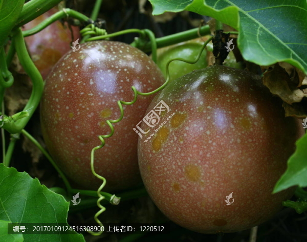 成熟的百香果