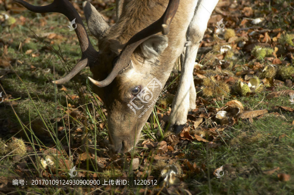 鹿的飼養(yǎng)