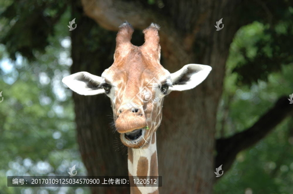 長(zhǎng)頸鹿特寫