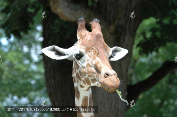 長(zhǎng)頸鹿特寫