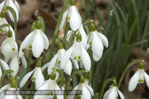 雪花蓮-匯圖網(wǎng) www.fosd68.com 雪花蓮