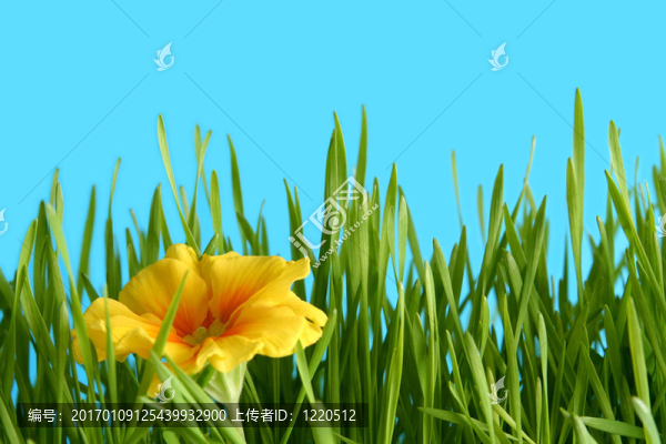 黃色的報春