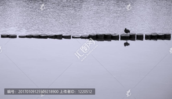 孤獨(dú)的達(dá)克