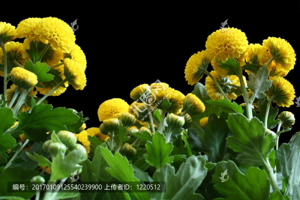 黃色的菊花盛開