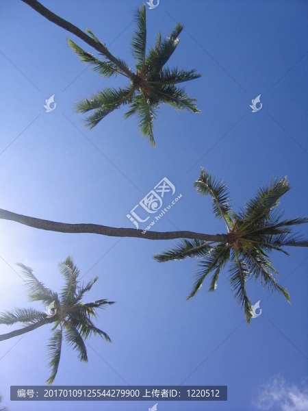 棕櫚樹的節(jié)日