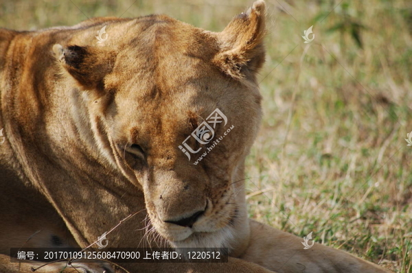 獅子頭