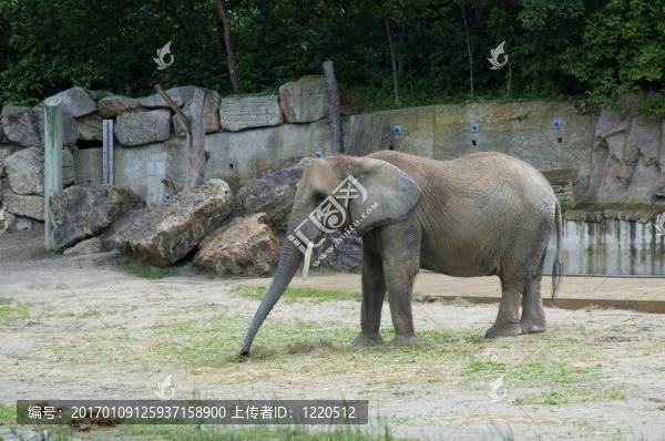 小象