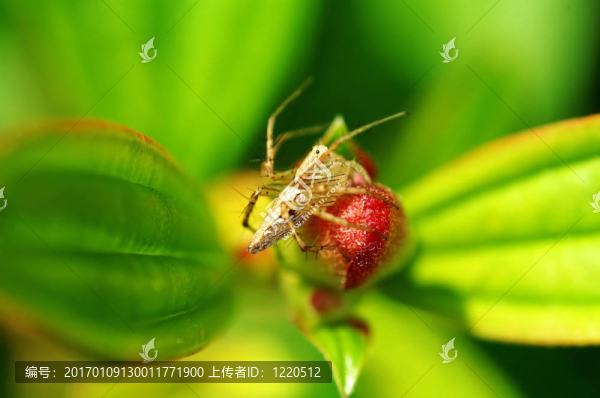 小花的天貓蜘蛛
