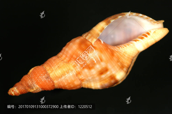 希臘的蝸牛殼-匯圖網(wǎng) www.fosd68.com 希臘的蝸牛殼