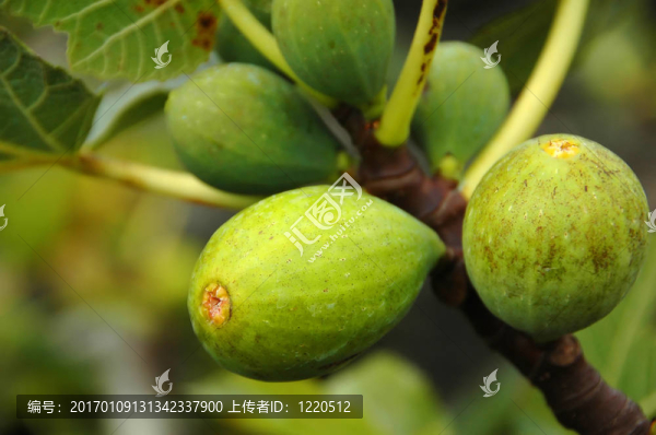 在亞速爾群島的一棵無花果樹，無花果