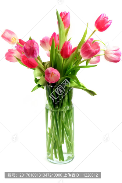 粉紅色郁金香-匯圖網(wǎng) www.fosd68.com 粉紅色郁金香