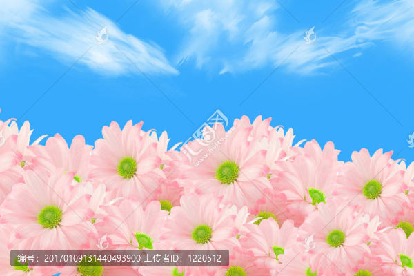 雛菊的背景
