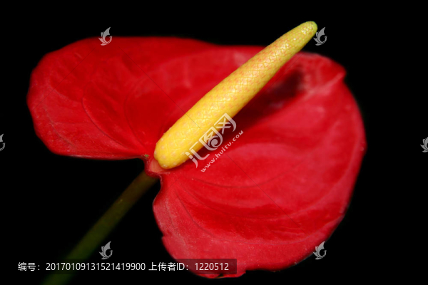 紅掌