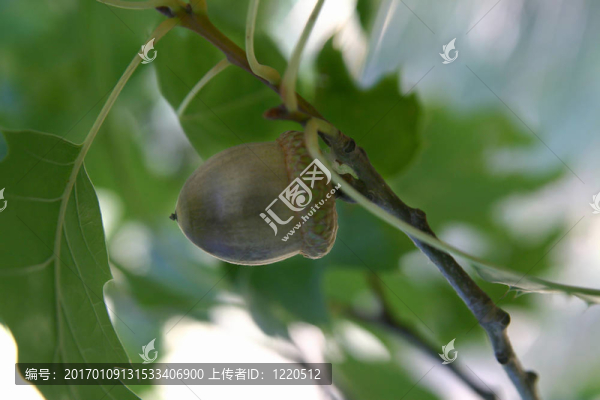 bellota_0281。