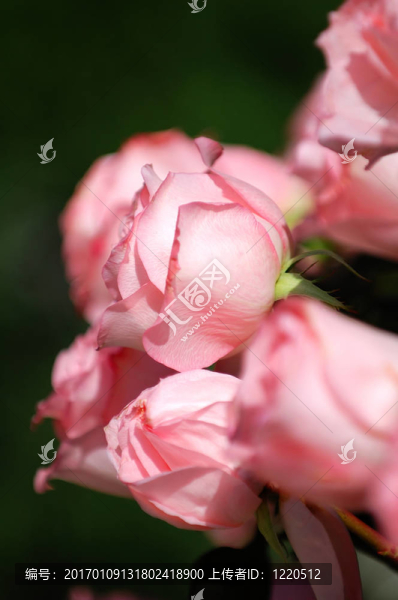 粉薔薇
