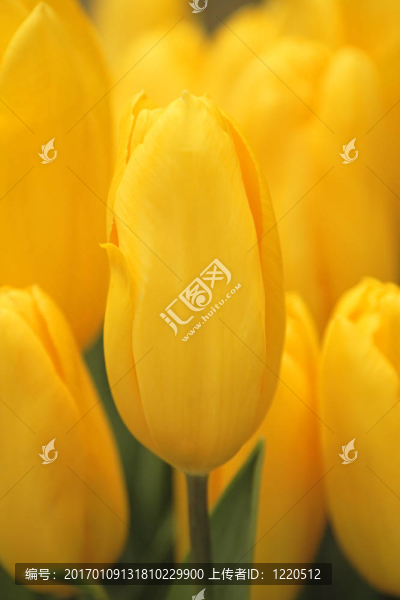 黃色郁金香-匯圖網(wǎng) www.fosd68.com 黃色郁金香